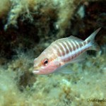 Serranus cabrilla 