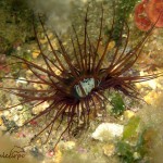 Cerianto Cerianthus membranaceus