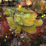Briozoo: Trina di mare
(Reteporella  grimaldii)