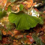 Alga verde ventaglio