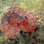 Nudibranco Dendrodoris